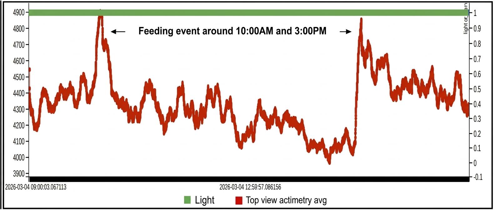 Top-view activity average showing feeding spikes around 10 AM and 3 PM