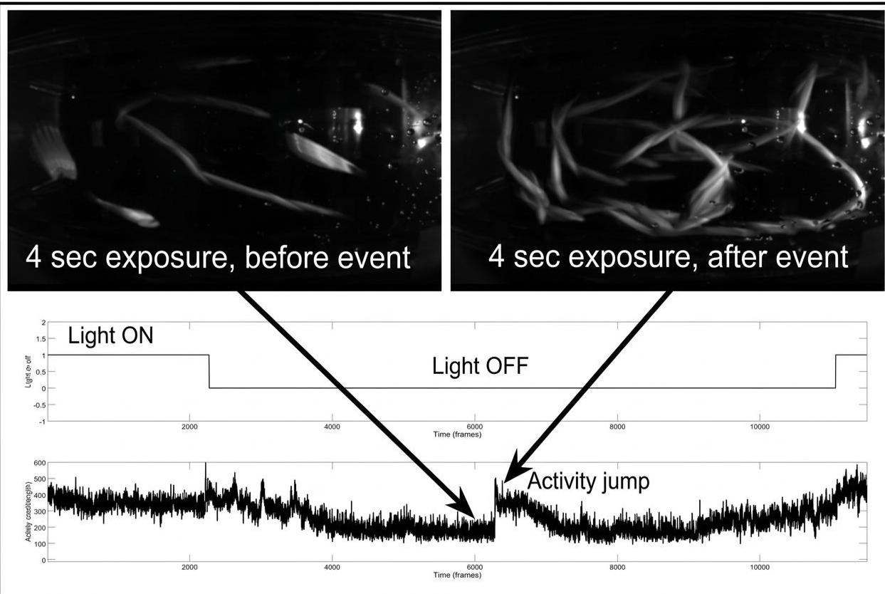 Two 4-second exposures before and after a night-time event, with light and activity traces showing an activity jump after lights off
