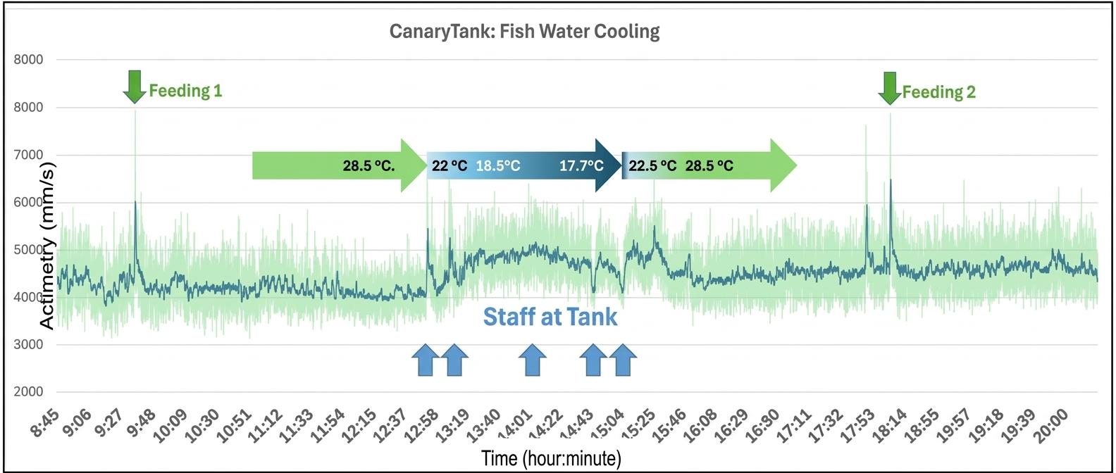 Chart of fish activity during a water-cooling experiment from 28.5 to 17.7 degrees C and back, with feeding spikes and staff-at-tank markers