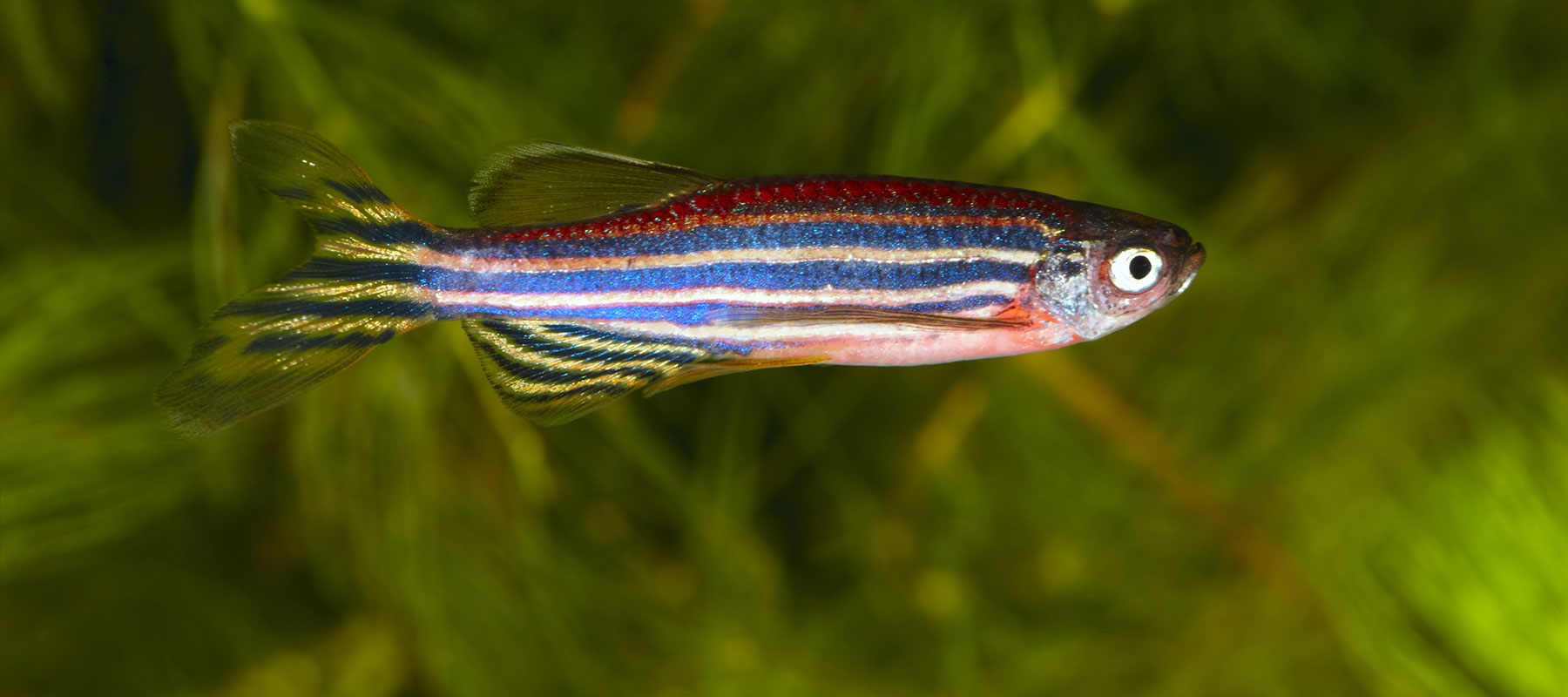 Adult zebrafish