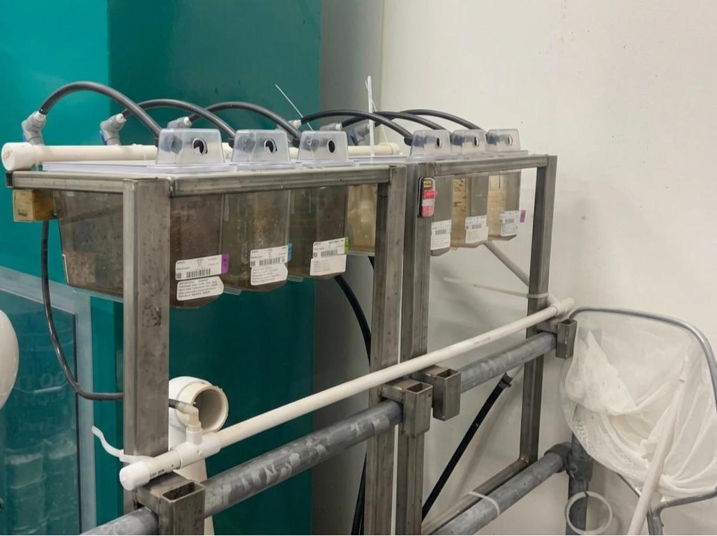 Conventional sentinel fish tanks in a water treatment room