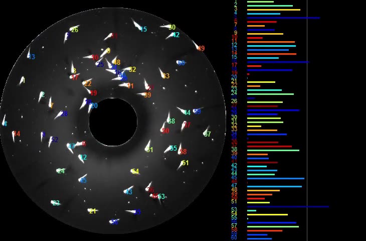 Sixty zebrafish larvae tracked in a petri dish